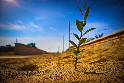 Close-up of plant on sand at beach against sky