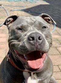 Close-up portrait of a amstaff dog