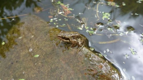 Bird swimming in pond