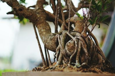 Close-up of lizard on branch