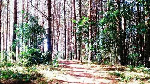 Footpath amidst trees in forest