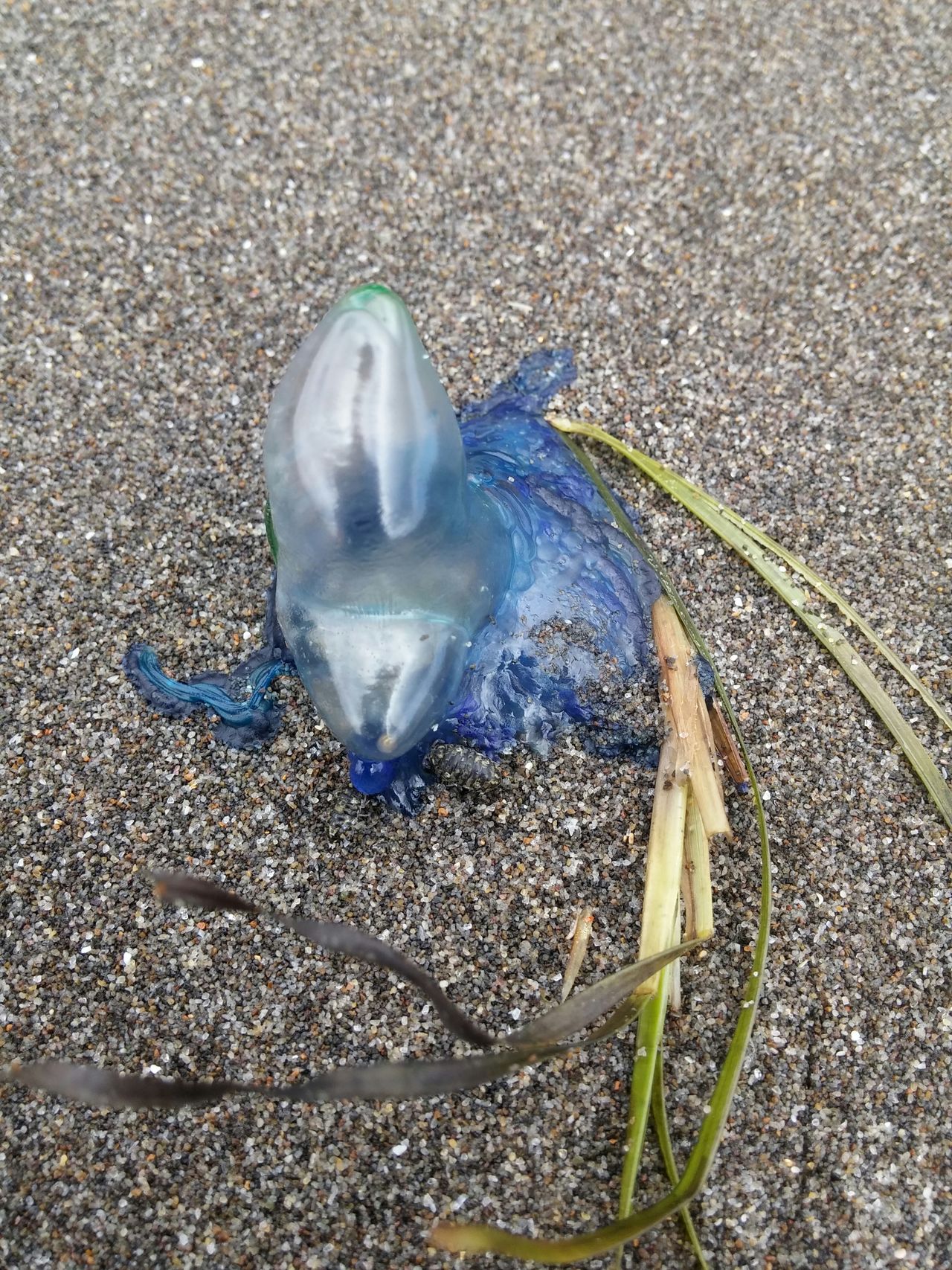 Portuguese man of war