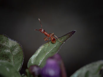 Close-up of insect on leaf