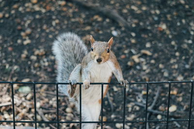 Portrait of squirrel on fence