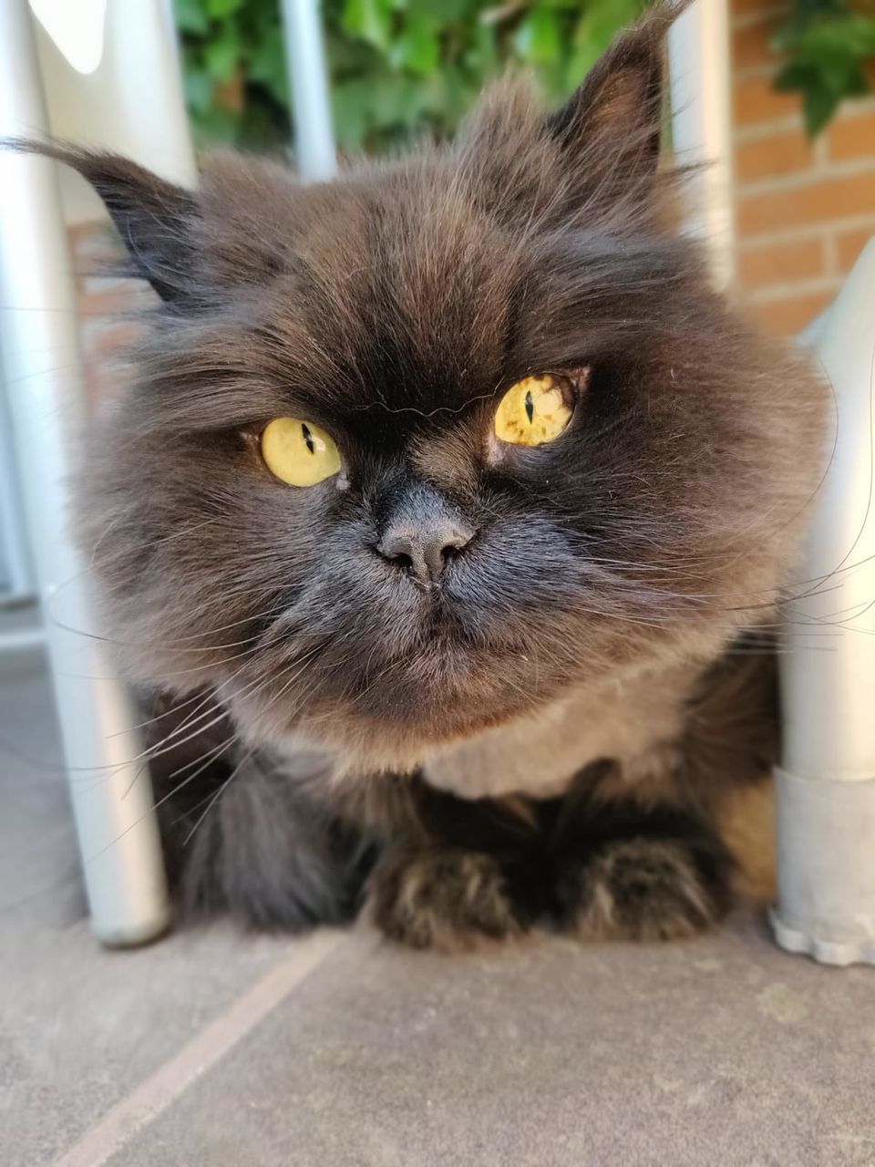 CLOSE-UP PORTRAIT OF CAT WITH EYES SITTING AT HOME