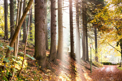 Sunlight streaming through trees in forest