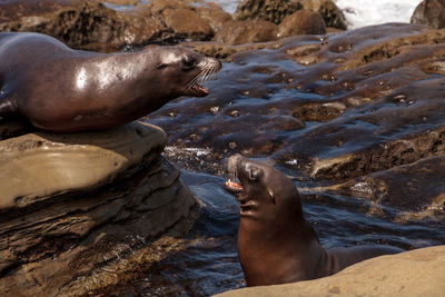 Close-up of sea lion on rock