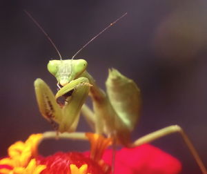 Close-up of insect on flower