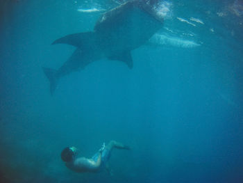 Fish swimming in sea