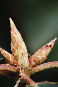 Close-up of dead plant against gray background