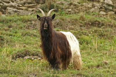 Brown goat looking at camera