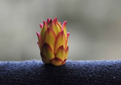 Close-up of yellow flowering plant