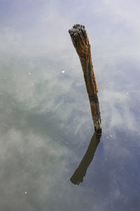 Close-up of turtle in lake