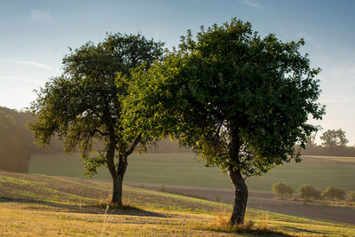 Trees on grassy field during sunny day