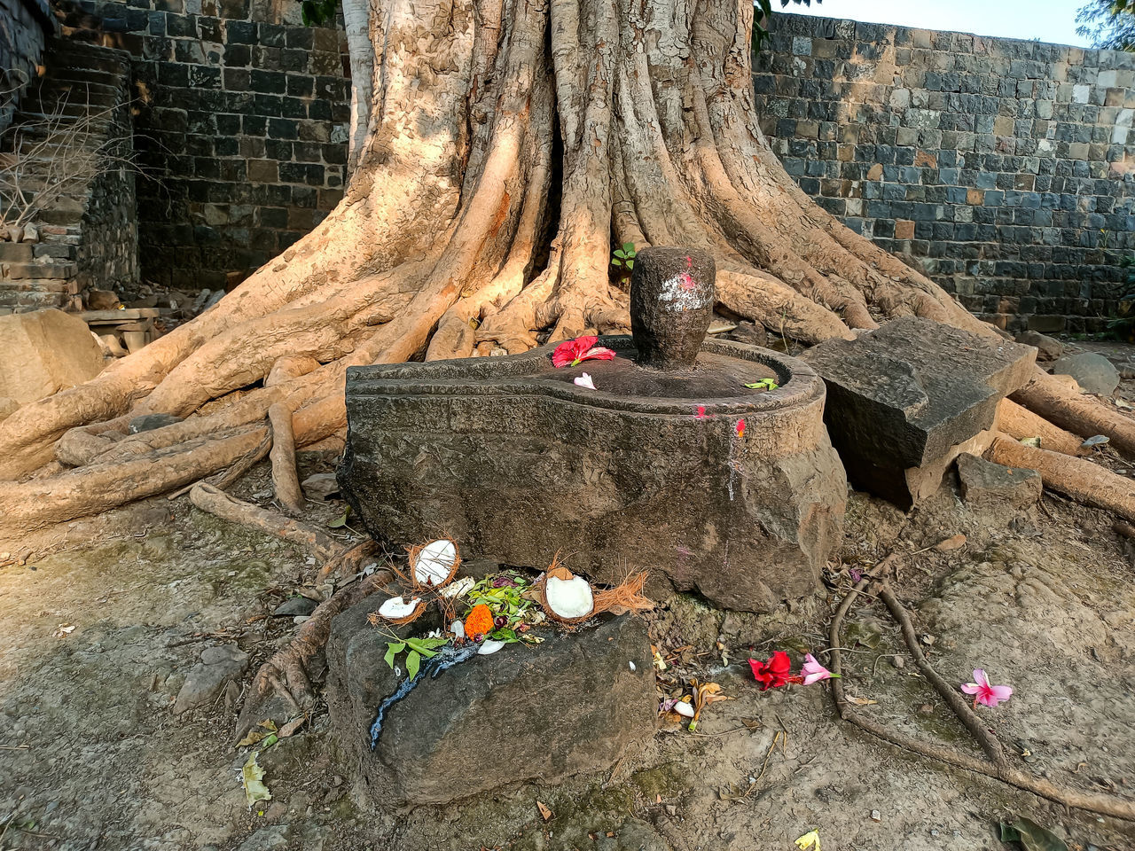 tree, plant, nature, tree trunk, day, trunk, rock, no people, land, outdoors, environment, wood, soil, architecture