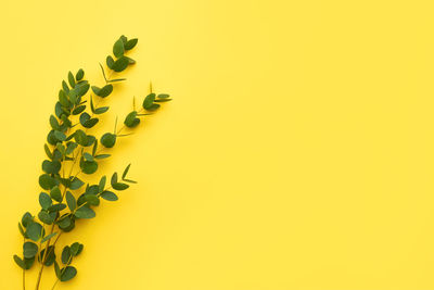 Close-up of yellow flowering plant