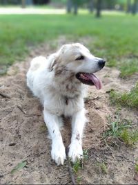 White dog looking away on field