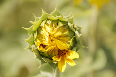 Close-up of yellow flowering plant