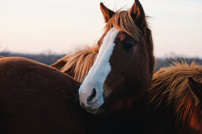 Close-up of a horse in ranch