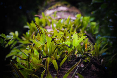 Close-up of fresh green plants