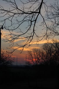 Silhouette of trees at sunset