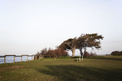 Trees on field against clear sky