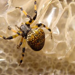 Close-up of spider on web