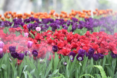 Close-up of multi colored tulips in bloom