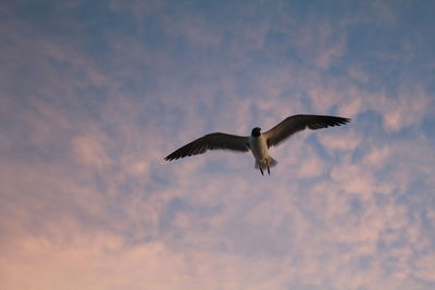 Low angle view of bird flying against sky