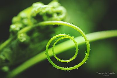 Close-up of green fern