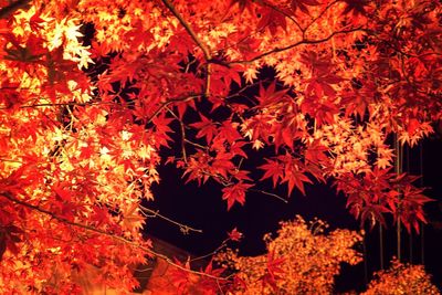 Full frame shot of trees during autumn