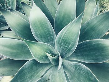 Full frame shot of succulent plant