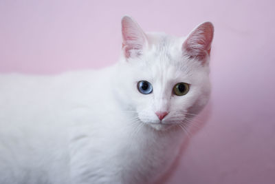 Close-up portrait of white cat