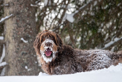 Portrait of dog in snow