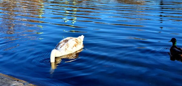 High angle view of duck swimming in lake