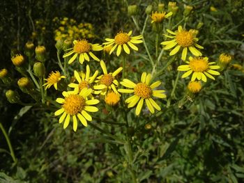 Close-up of yellow flower