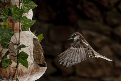 Close-up of bird flying