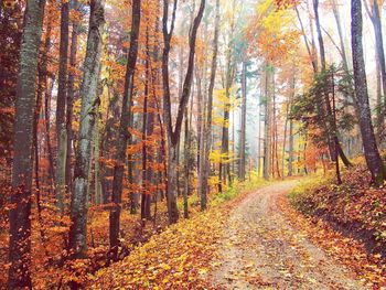 Trees in forest during autumn