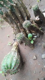 High angle view of prickly pear cactus