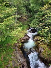 Stream flowing amidst trees in forest