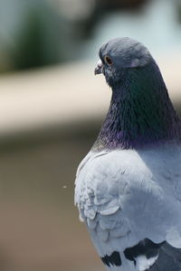 Close-up of bird