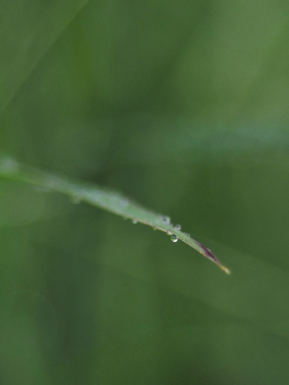 CLOSE-UP OF WATER DROPS ON LEAF