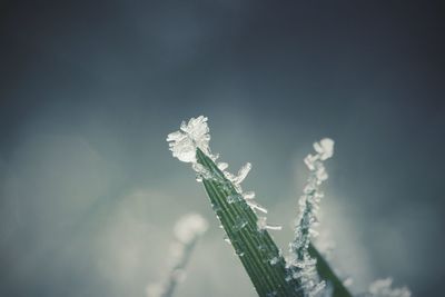 Close-up of frozen plant