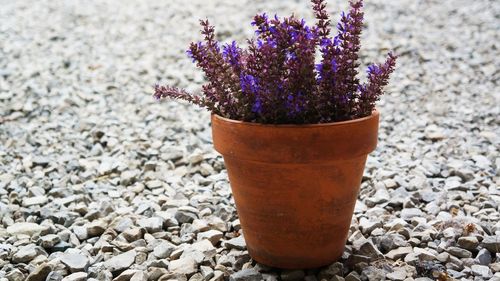 Close-up of potted plant on rock