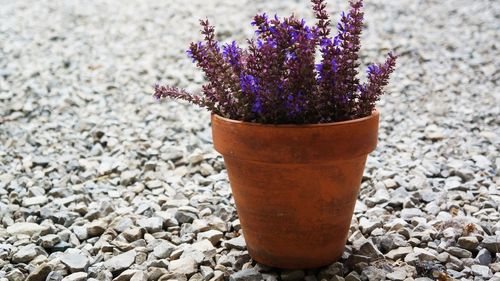 Close-up of potted plant on rock