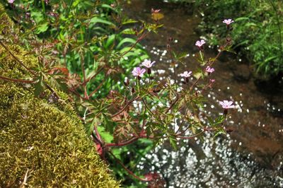 Close-up of plants against blurred water