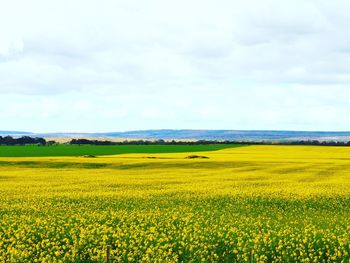 Scenic view of oilseed rape field against sky