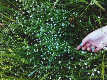 Plant growing in water