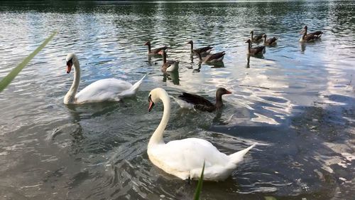 High angle view of swans swimming in lake