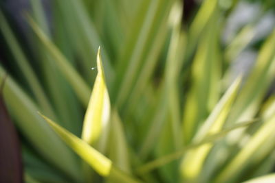 Close-up of green grass